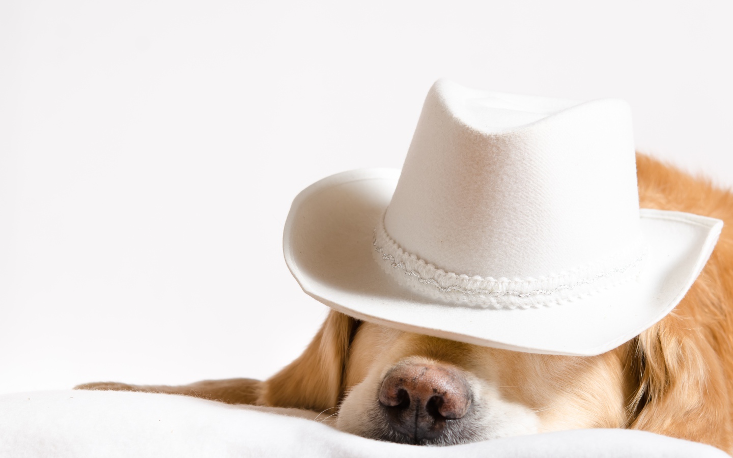 Золотистый ретривер спит в белой шляпе 