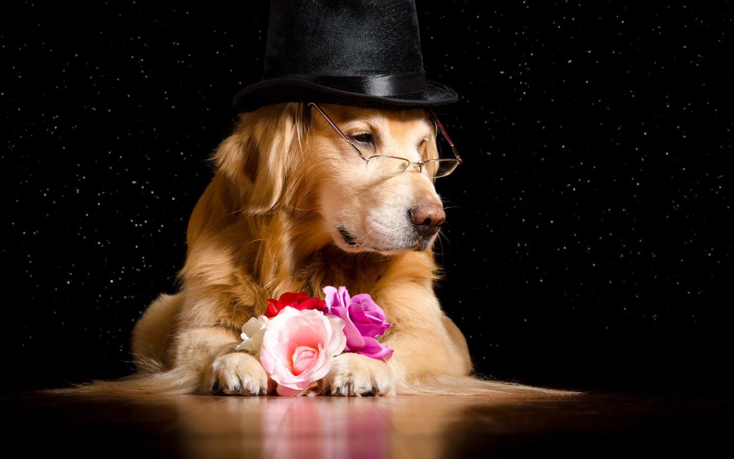 Золотистый ретривер в черной шляпе с цветами