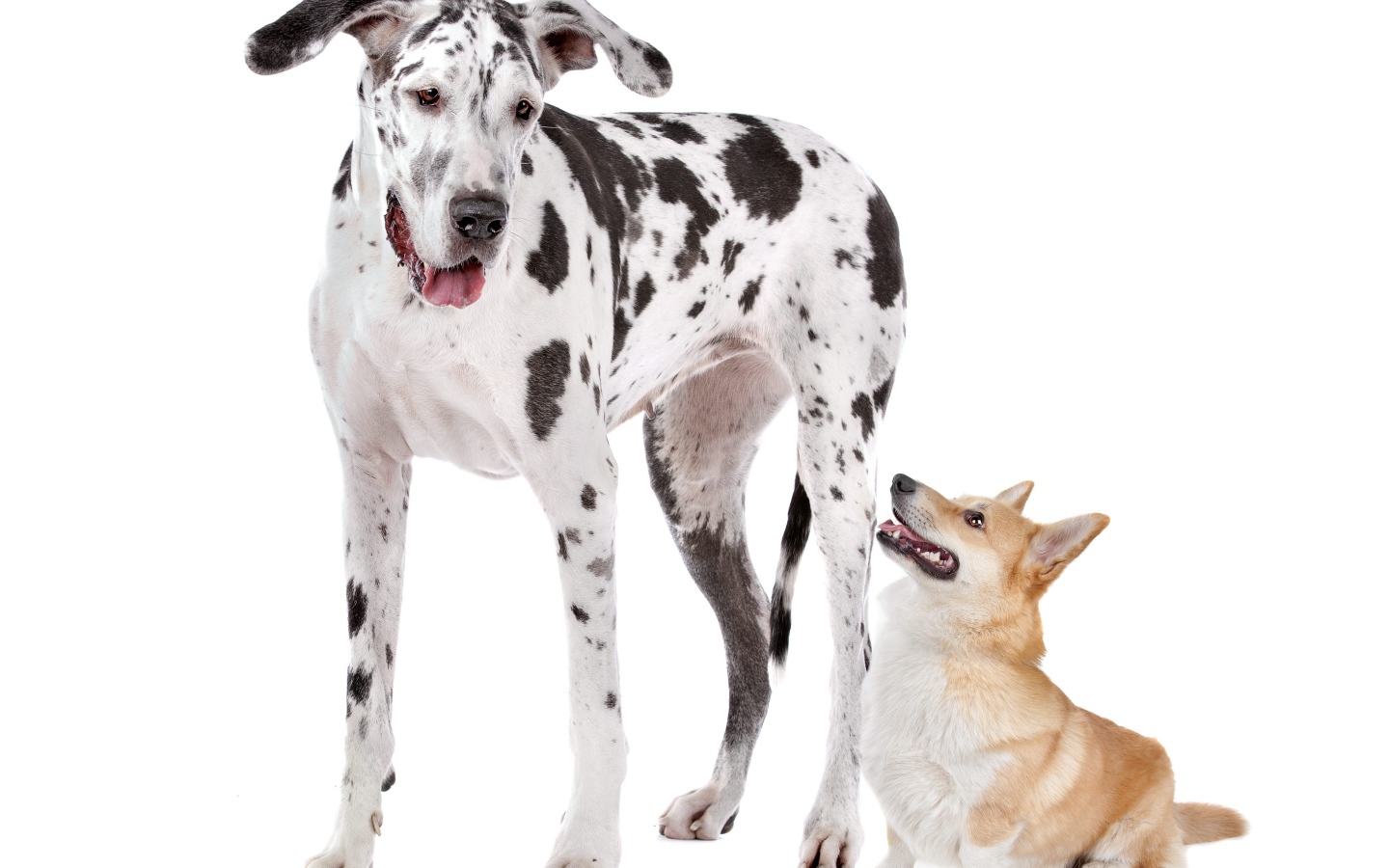 Немецкий дог и вельш корги на белом фоне