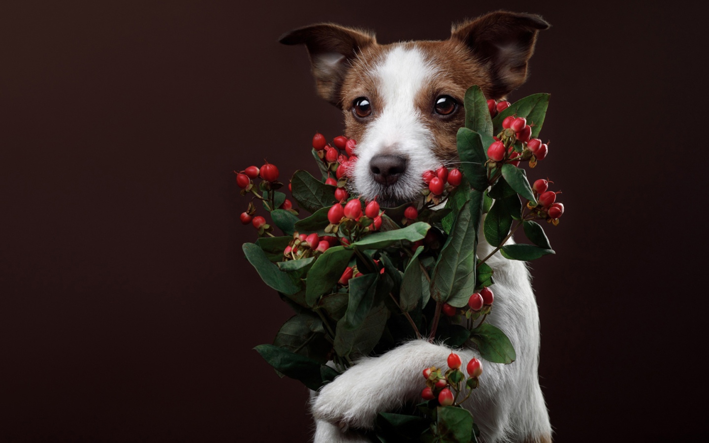 Джек рассел терьер с ягодами на коричневом фоне 