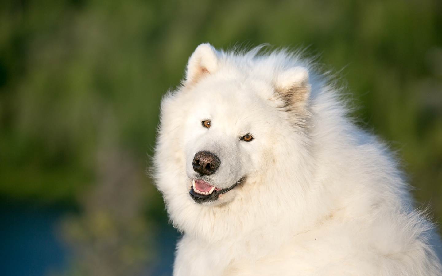 Большой белый пес породы самоед