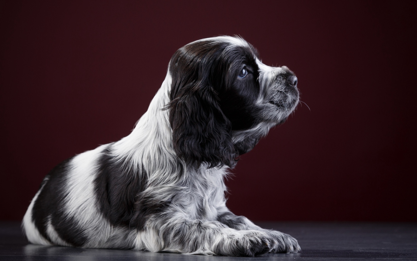 Маленький щенок английского спаниеля