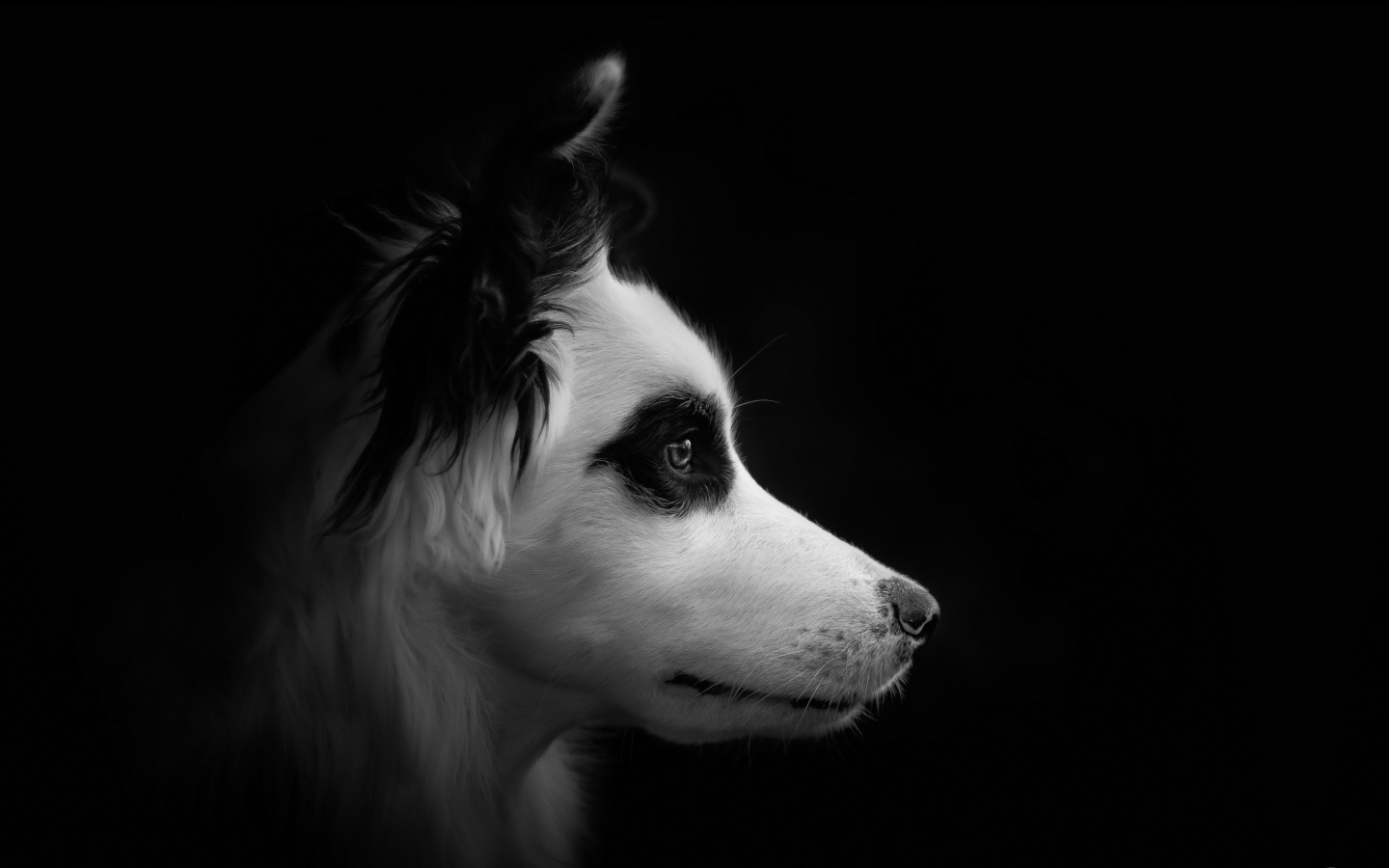 Морда собаки породы бордер колли черно - белое фото