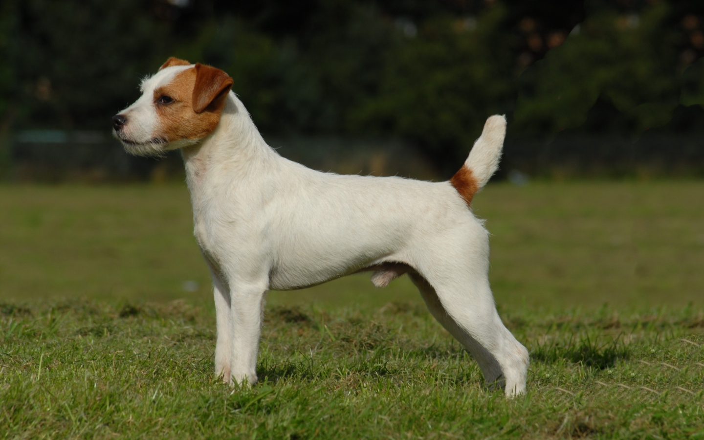 Парсон рассел терьер стоит на зеленой траве