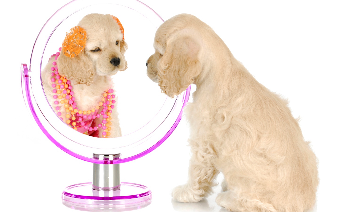 Щенок спаниеля смотрит в зеркало на белом фоне