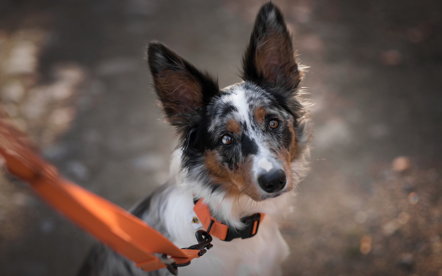 Грустный взгляд собаки породы бордер колли на поводке