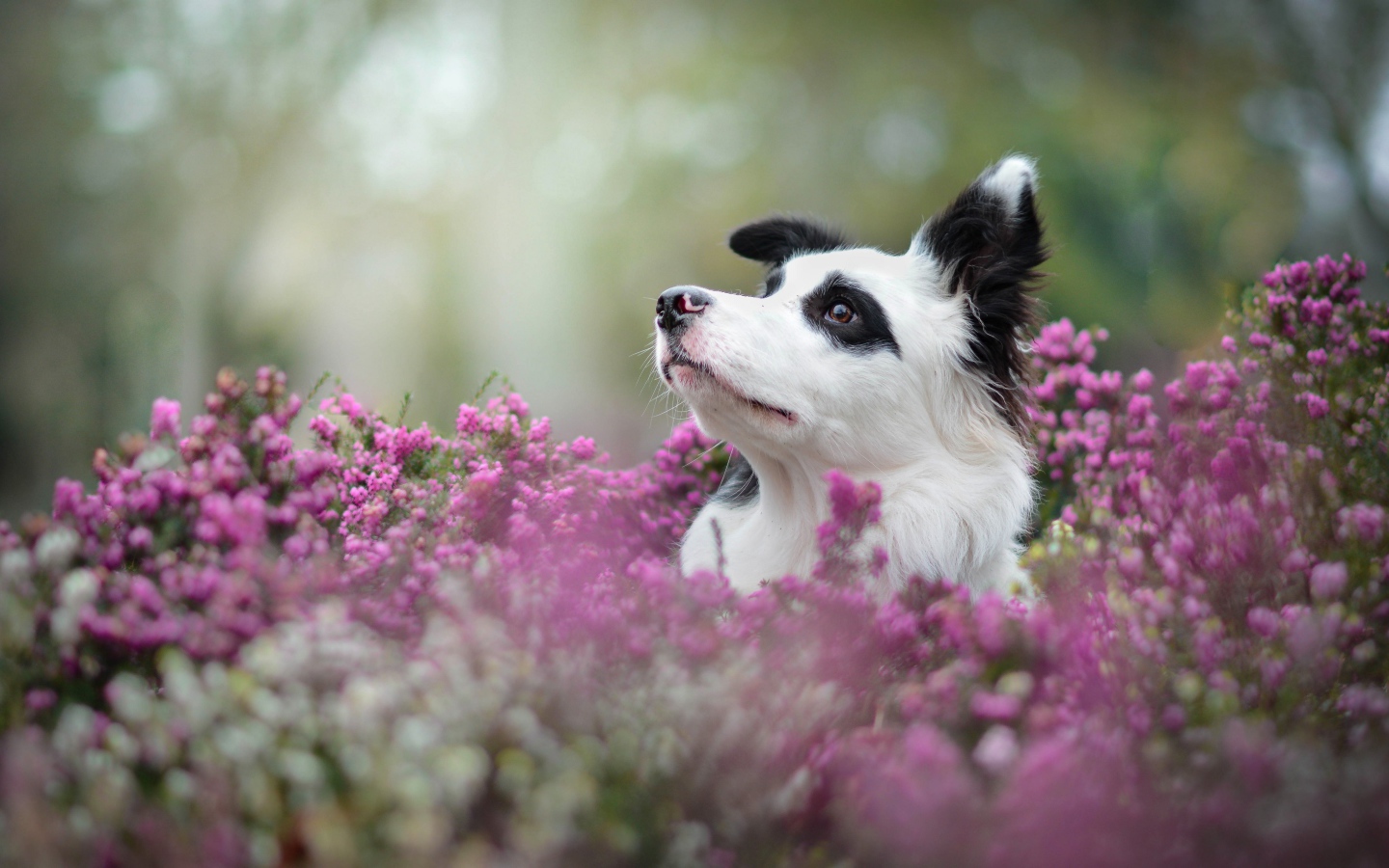 Собака породы бордер колли сидит в сиреневых цветах