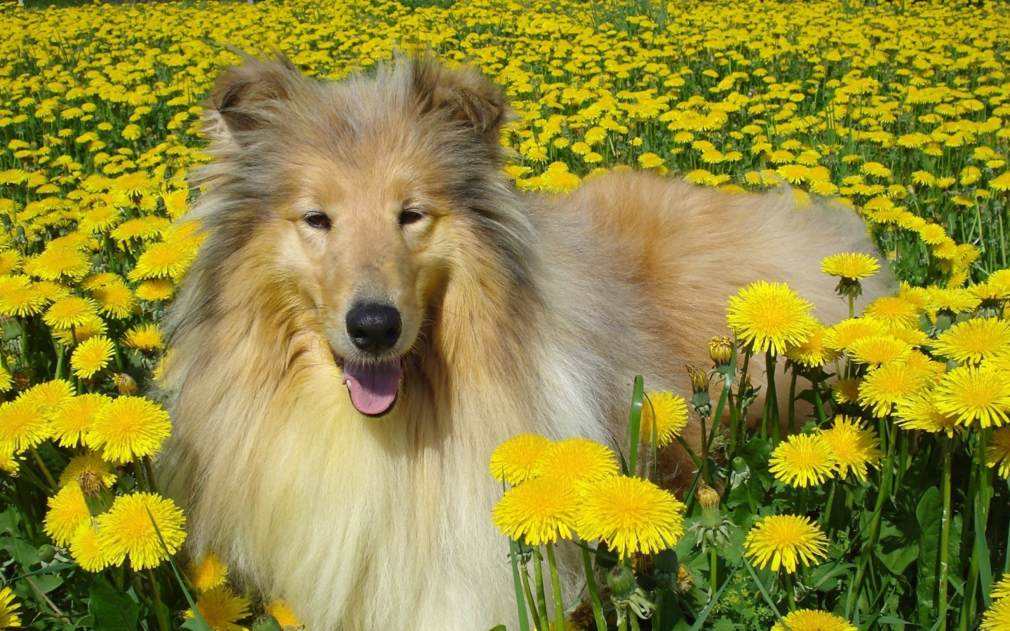 Длинношёрстный колли лежит в желтых одуванчиках