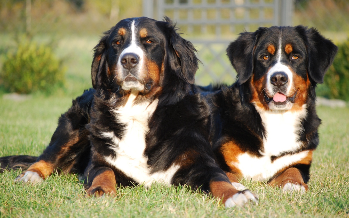 Две собаки Бернский зенненхунд лежат на зеленой траве 
