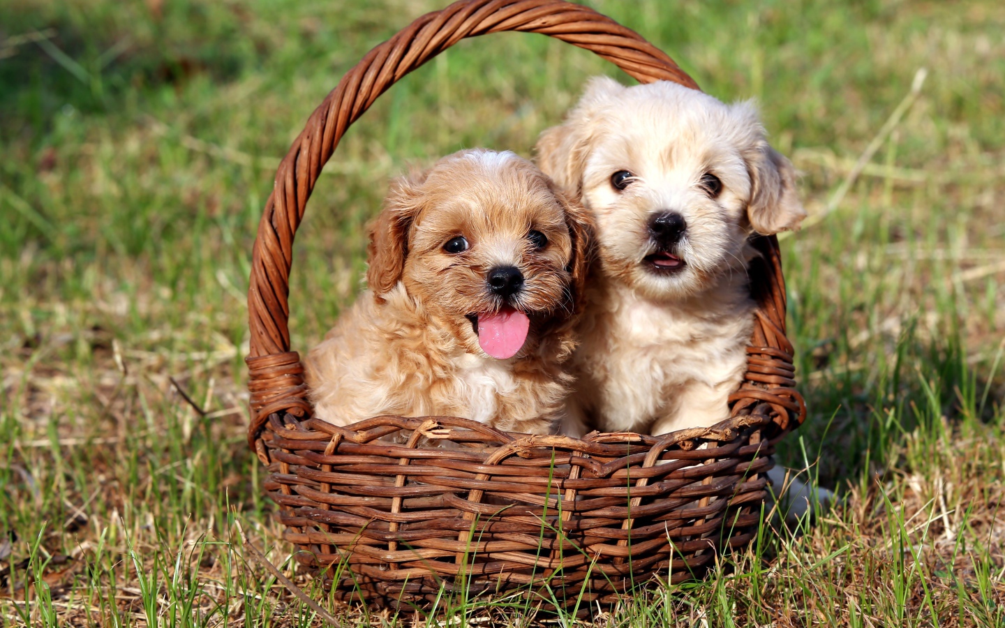 Два щенка Бишон фризе сидят в корзине