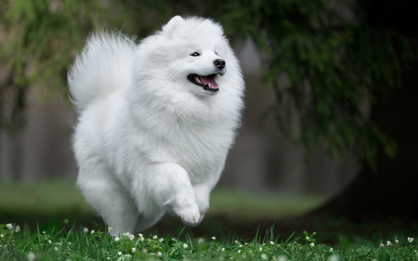 Белый щенок самоед на зеленой траве