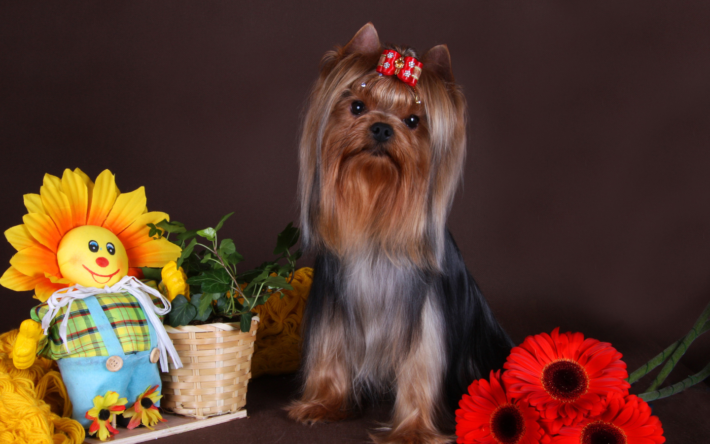Йоркширский терьер с бантом на голове