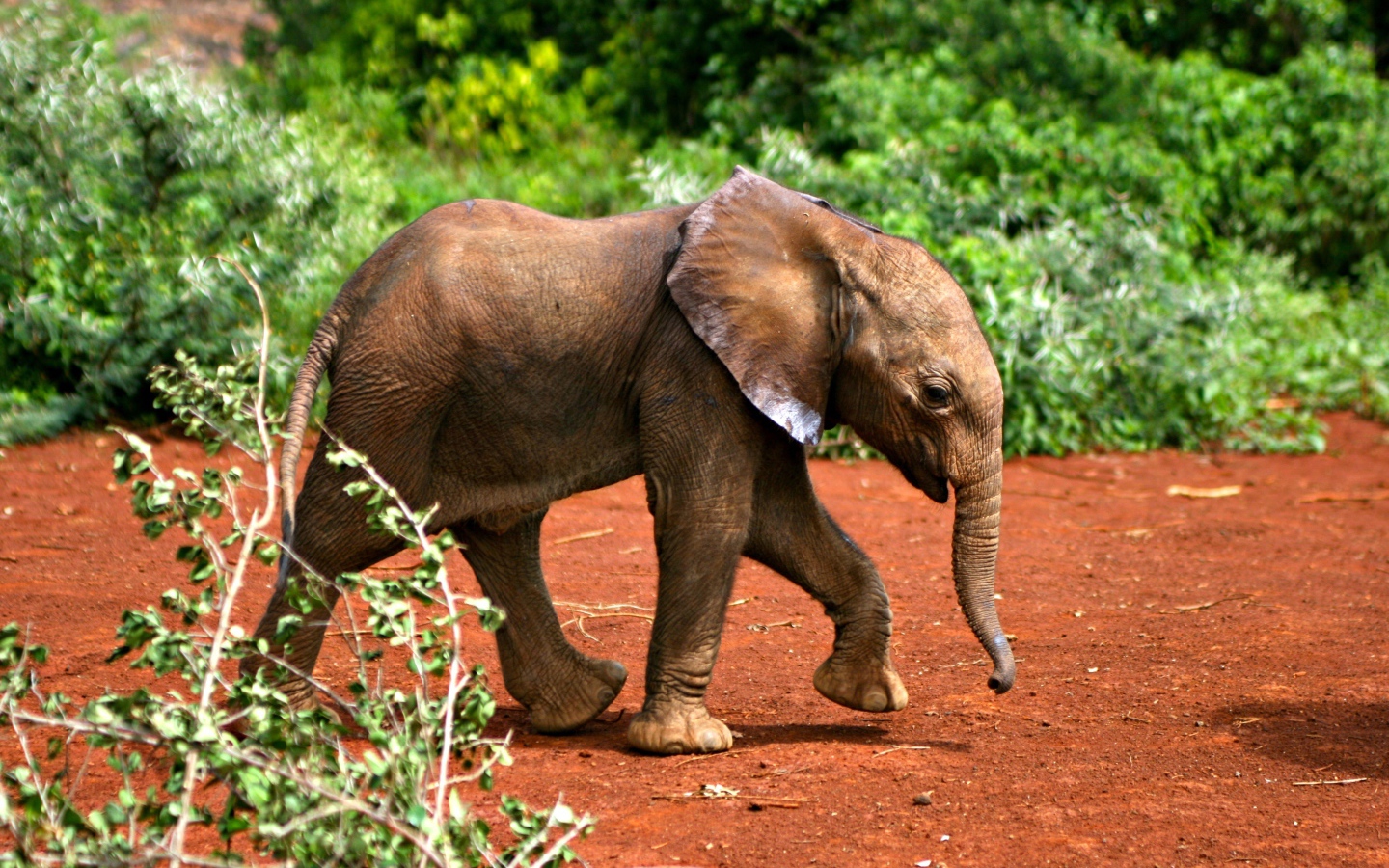 Маленький забавный слоненок 