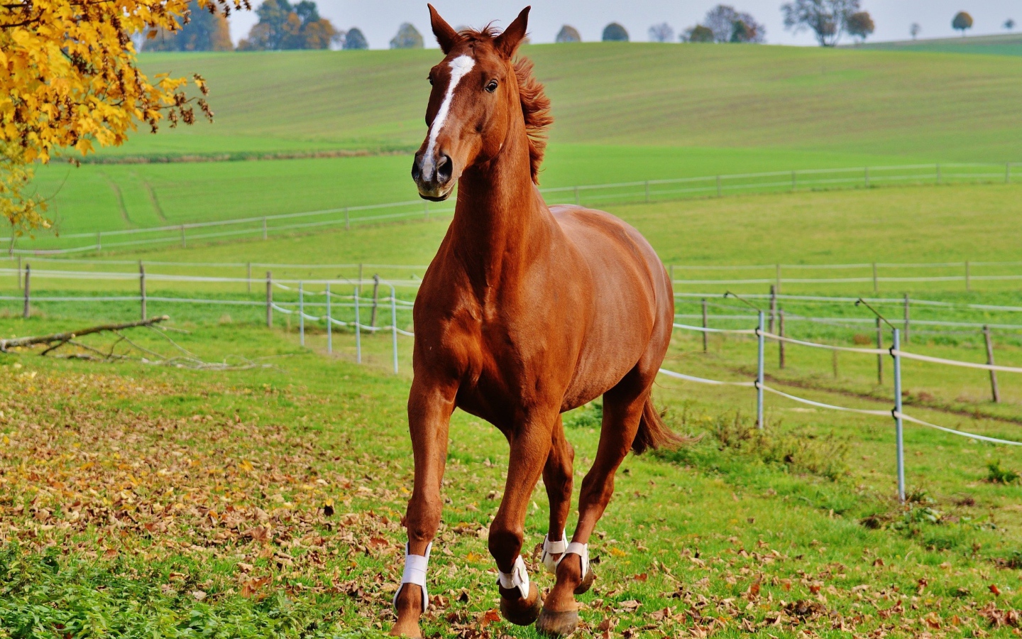 Коричневая лошадь скачет по зеленой траве на ферме