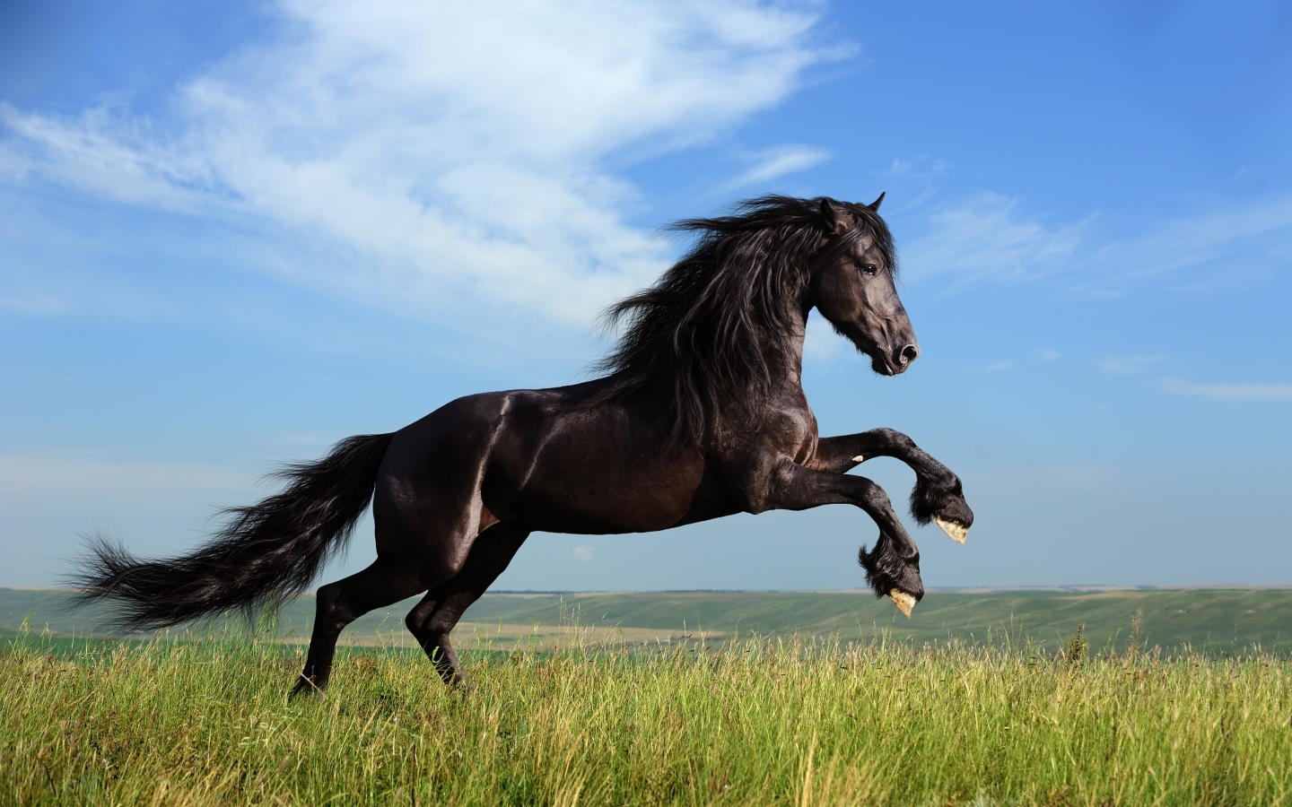 Красивый черный конь на фоне голубого неба