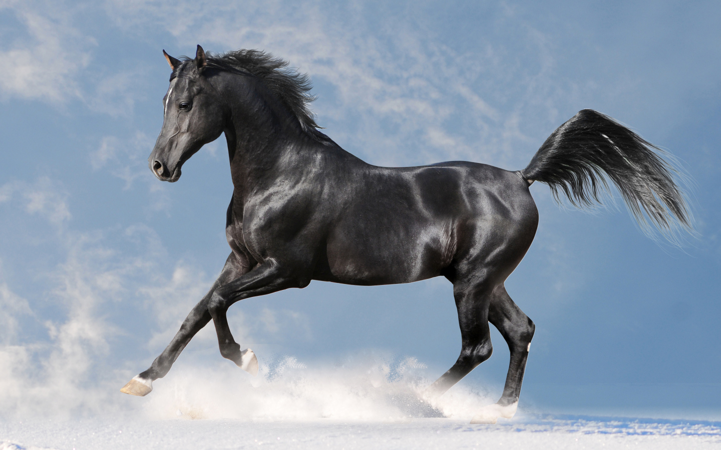 Красивая черная лошадь скачет по белому снегу на фоне голубого неба