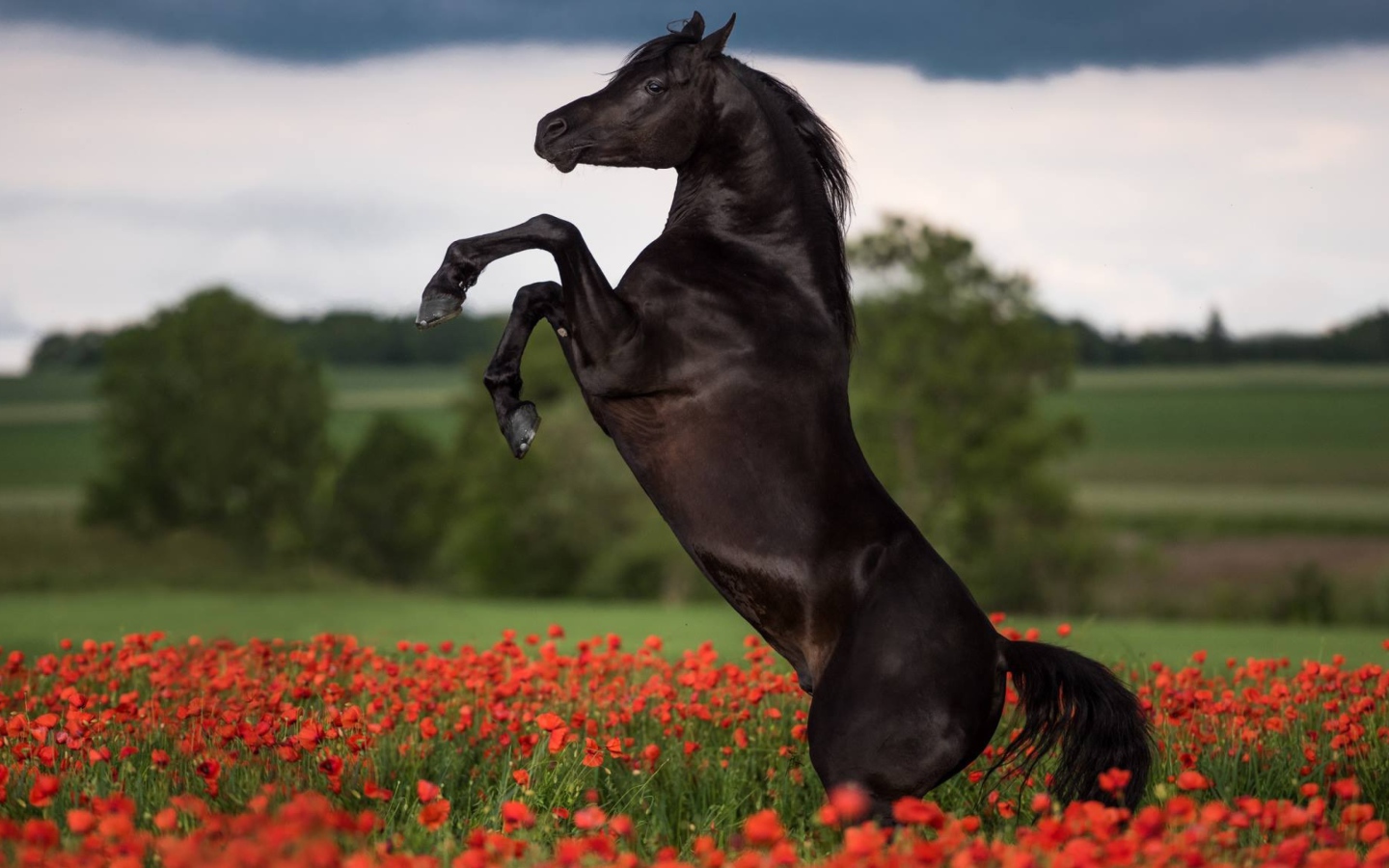 Прыжок коня на поле с красными маками