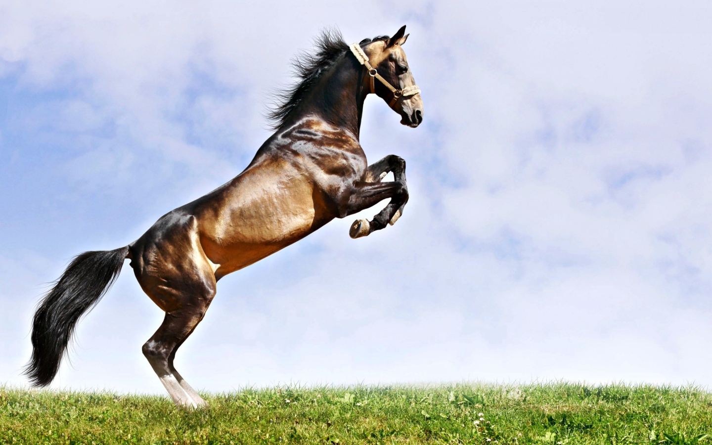Прыжок красивого коня на зеленой траве