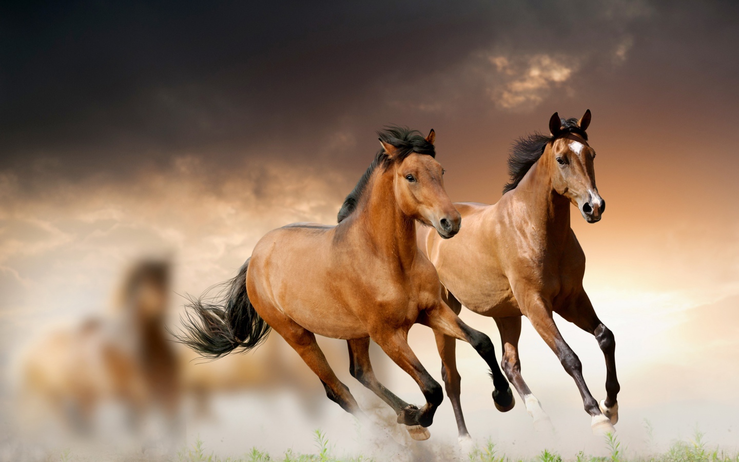 Две коричневые лошади скачут по полю