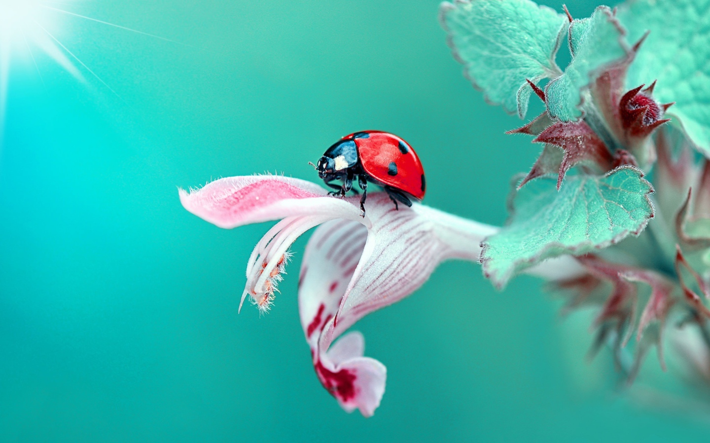 Божья коровка сидит на красивом цветке