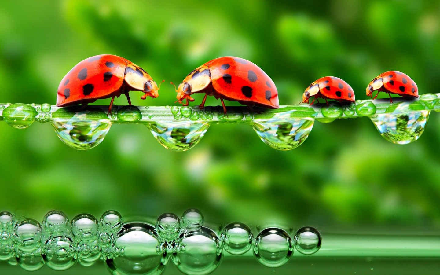 Божьи коровки на травинке с росой