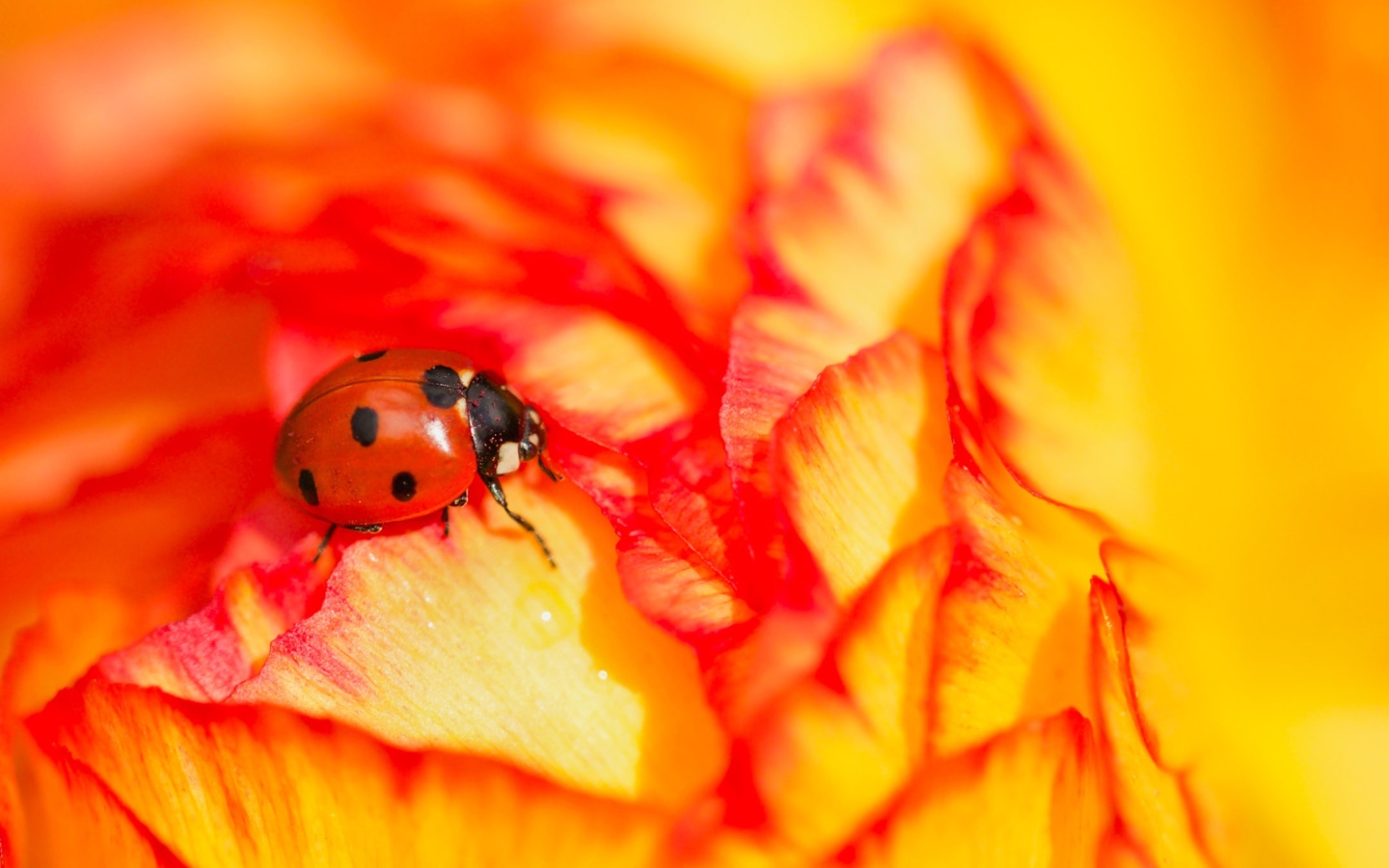 Красная божья коровка сидит на розе