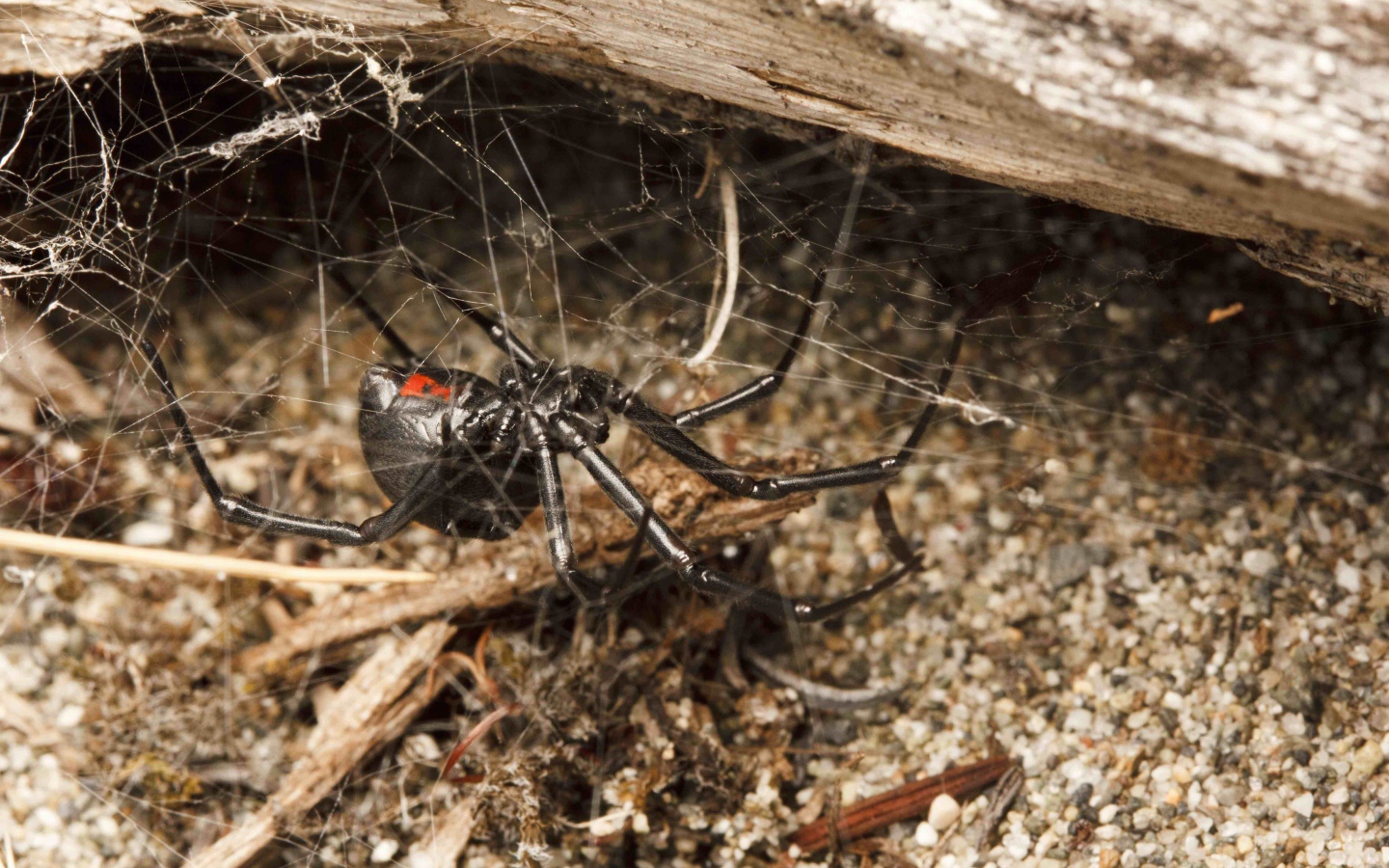 Большой черный паук на паутине