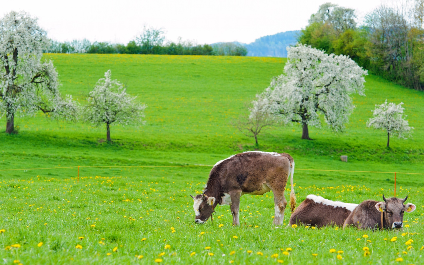 Cows graze on a green meadow in spring