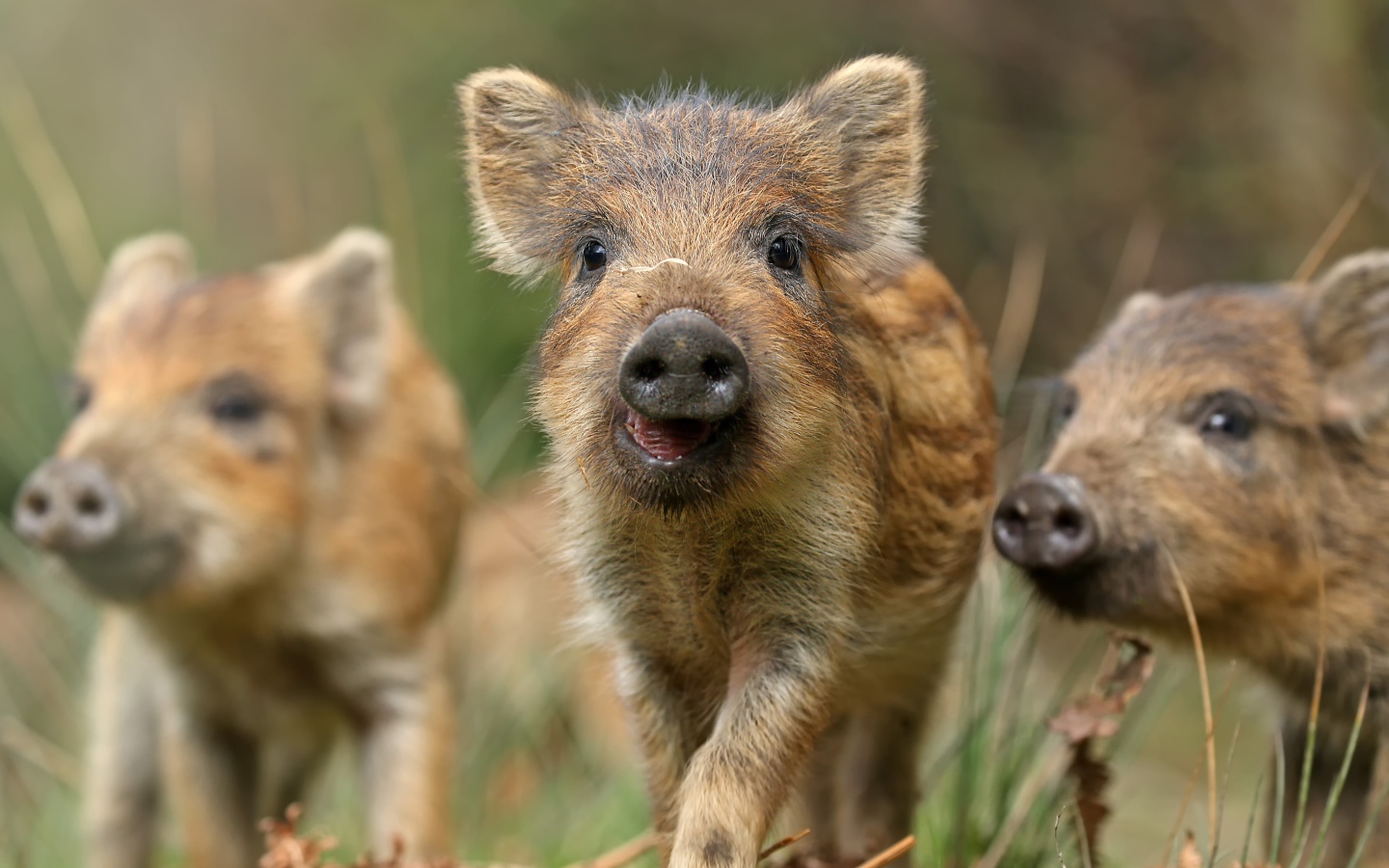 Маленькие дикие кабанчики в лесу