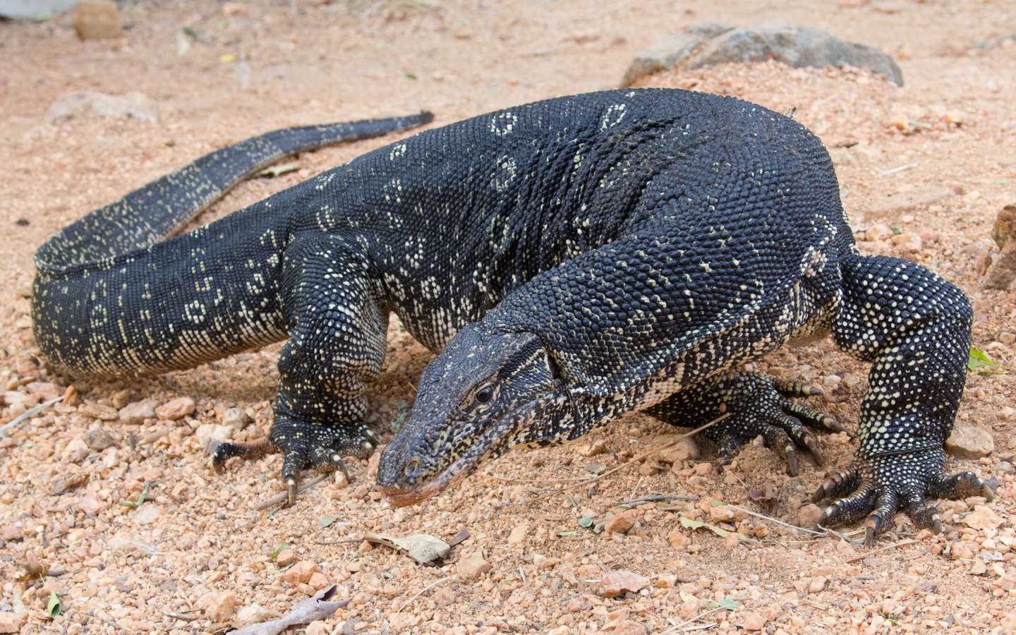 Большой дракон комодо  на песке