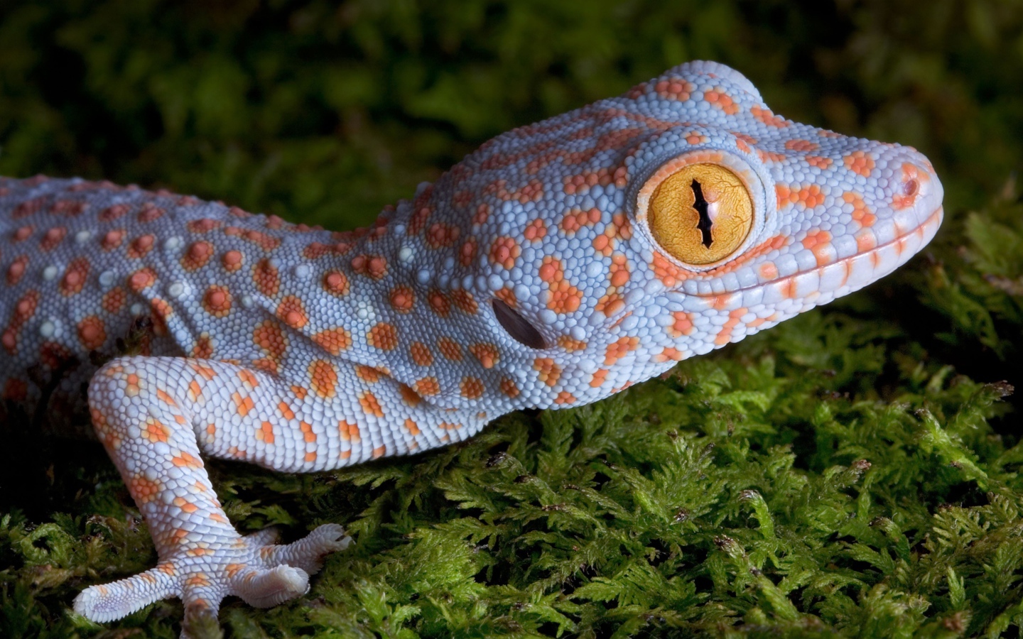 Геккон с большими желтыми глазами