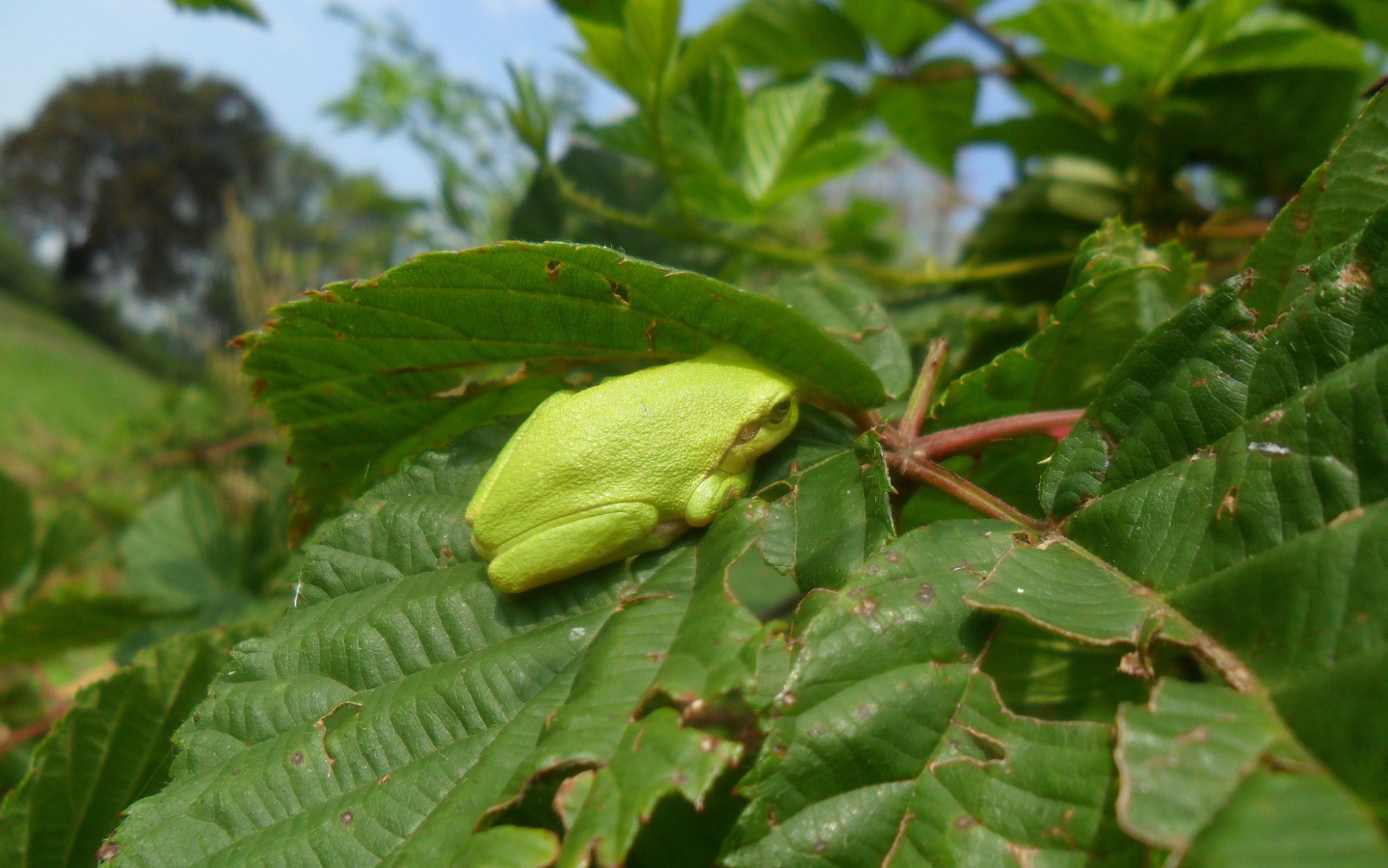 Зеленая жаба сидит на большом листе