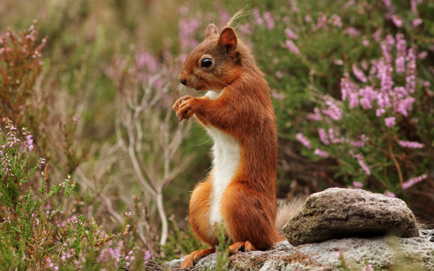 Маленькая рыжая белка стоит на камне