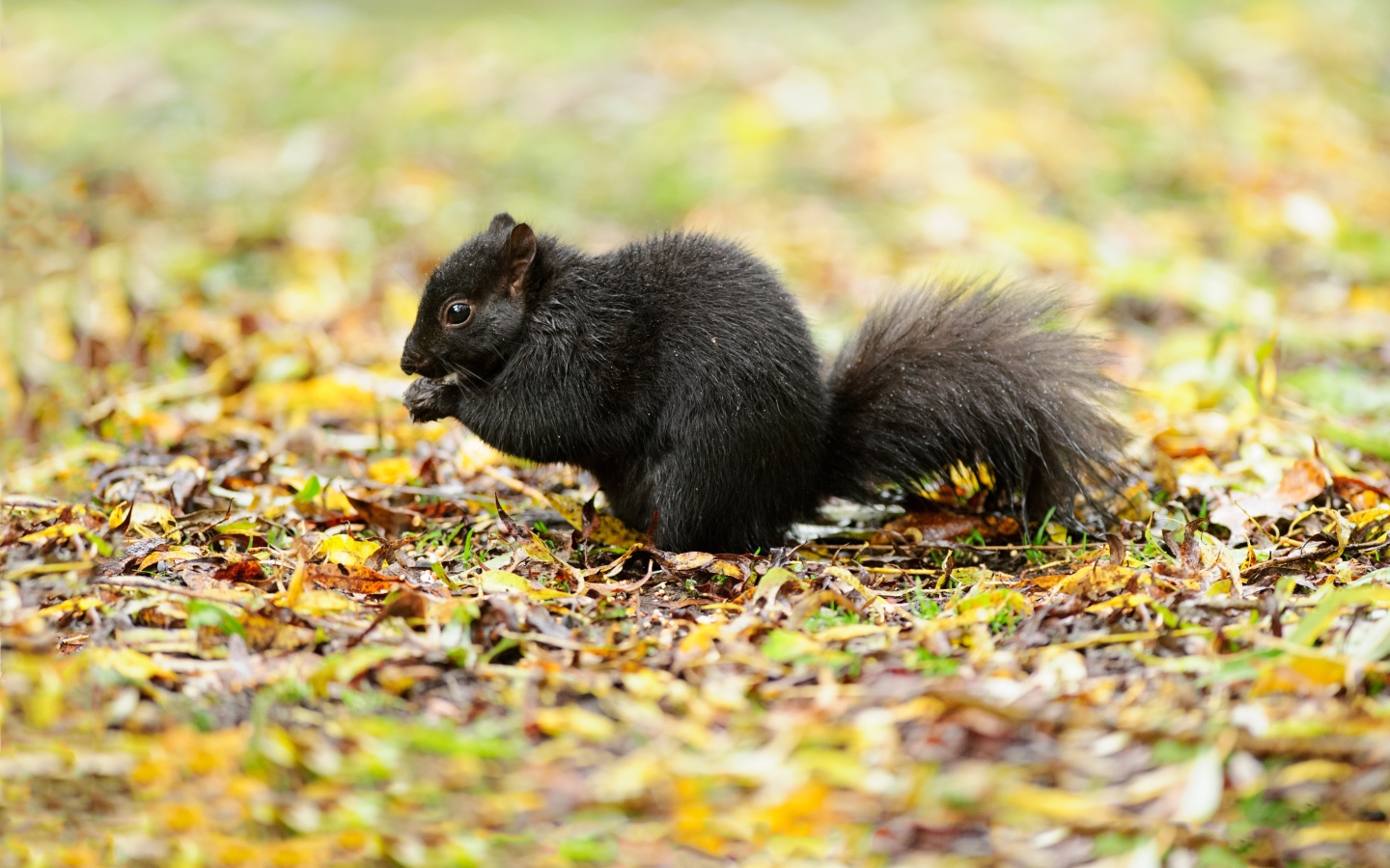 Черная белка сидит на желтой листве
