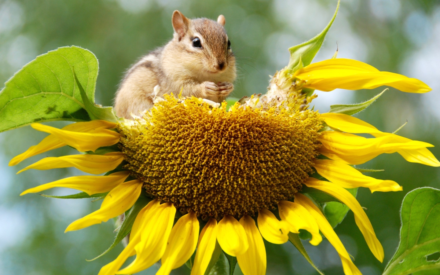 Бурундук грызет желтый подсолнух