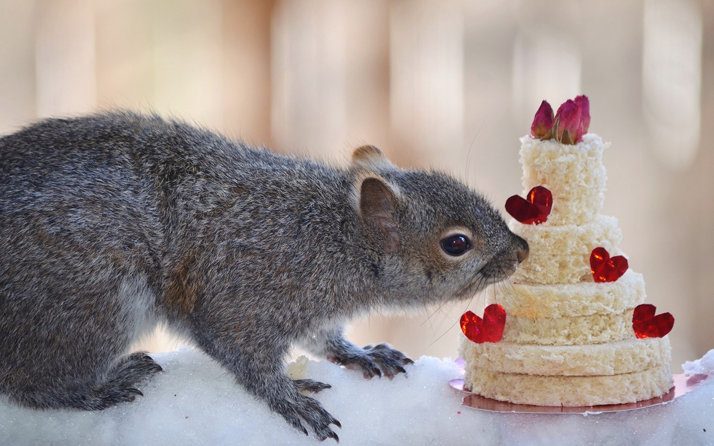 Серой белке подарили торт из хлеба
