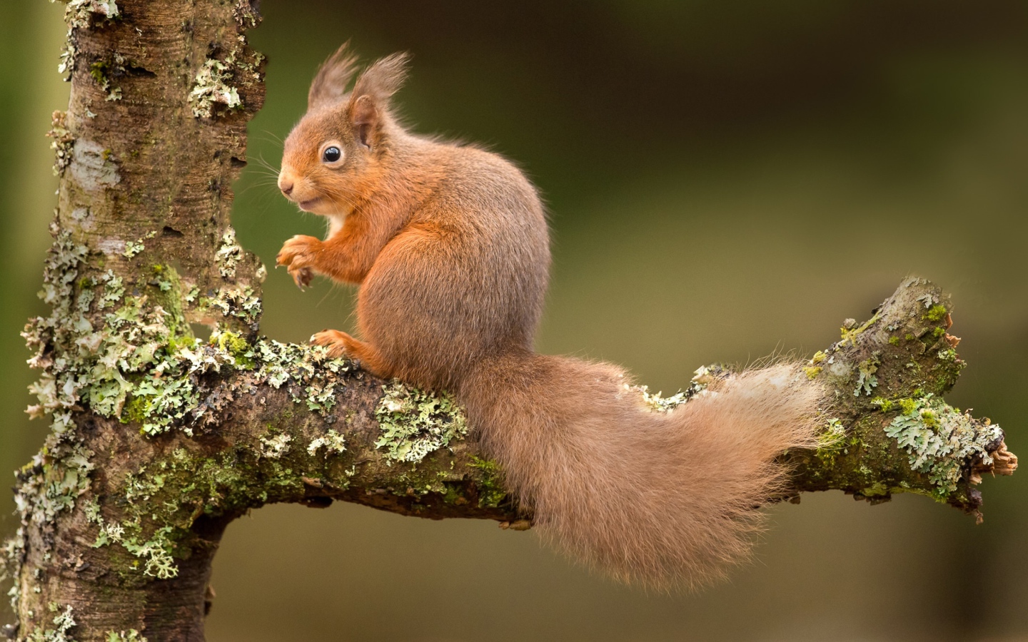 Рыжая белка на ветке дерева 