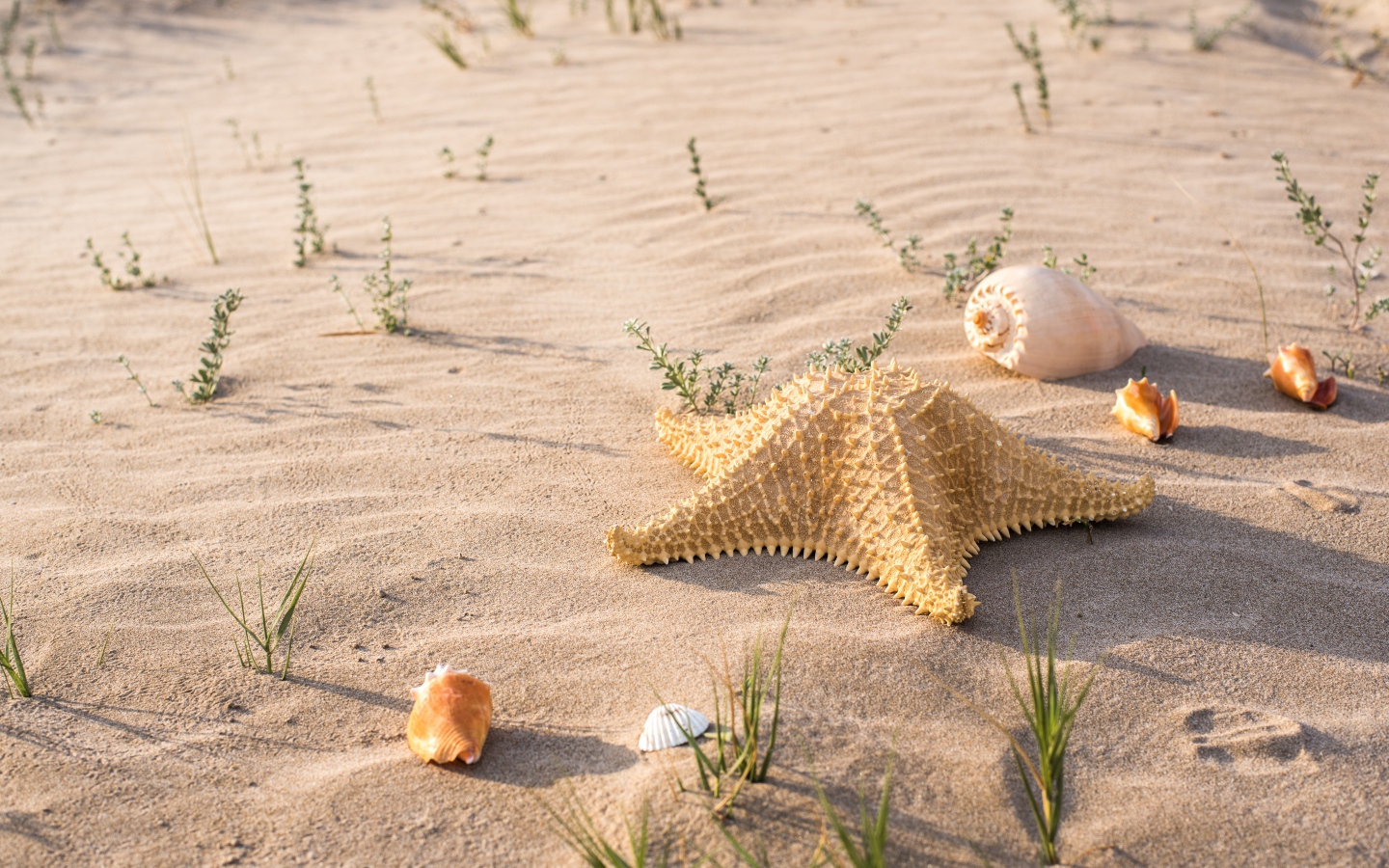 Большая морская звезда и ракушки на песке