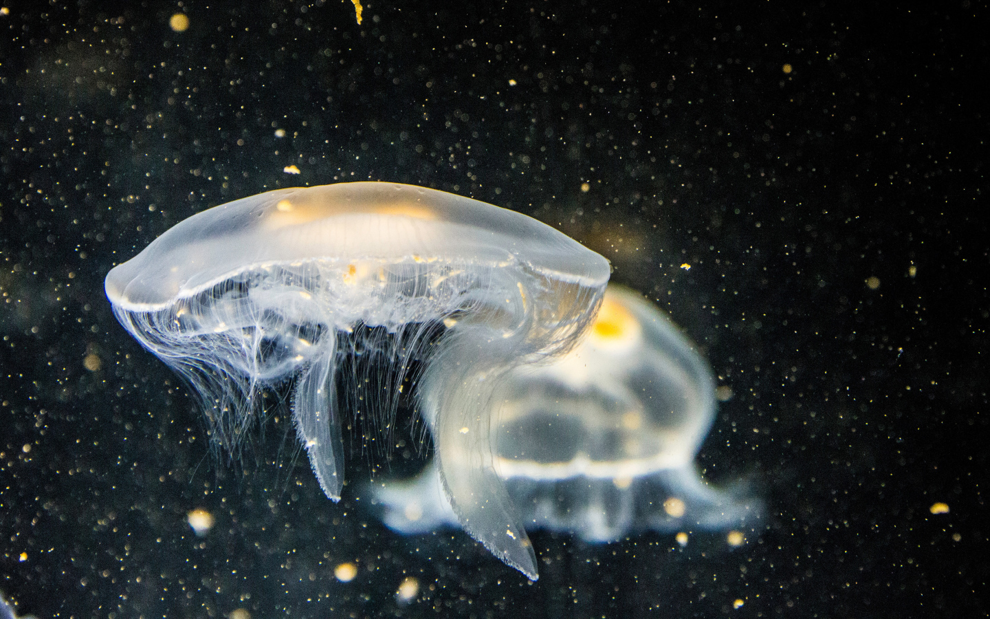 Большие белые медузы в воде на черном фоне