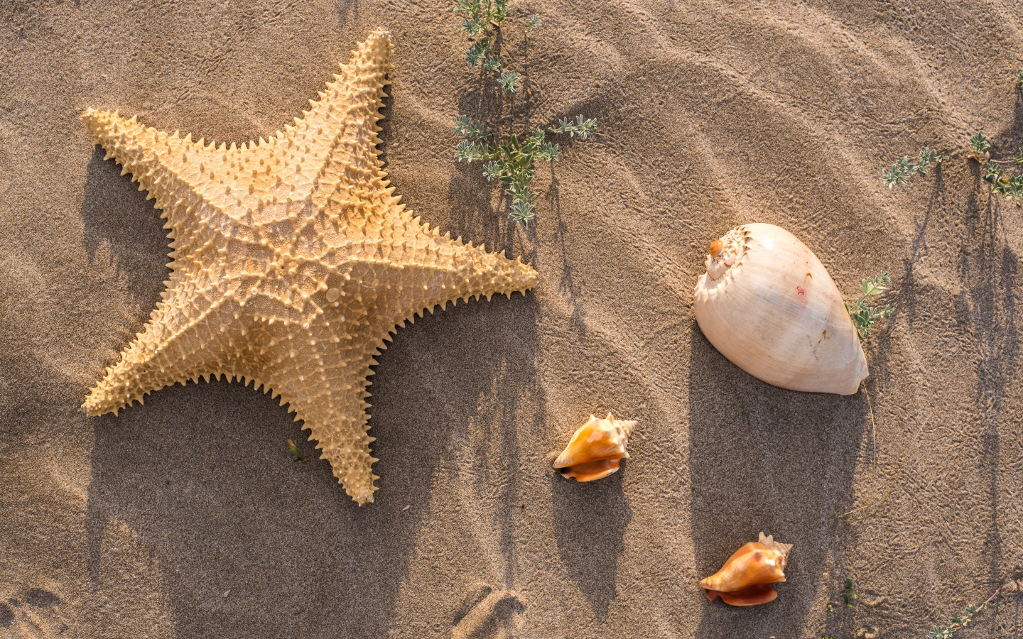 Морская звезда и ракушки на песке 