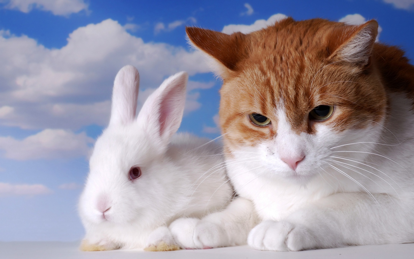 Хмурый рыжий кот и белый декоративный кролик на фоне неба