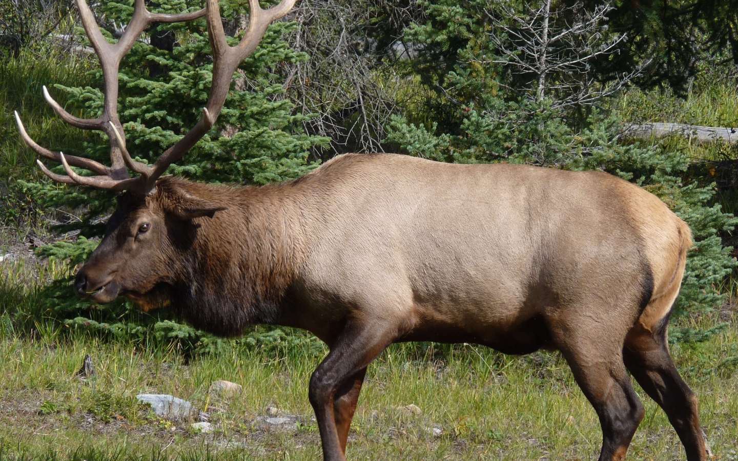 Олень с большими рогами в лесу