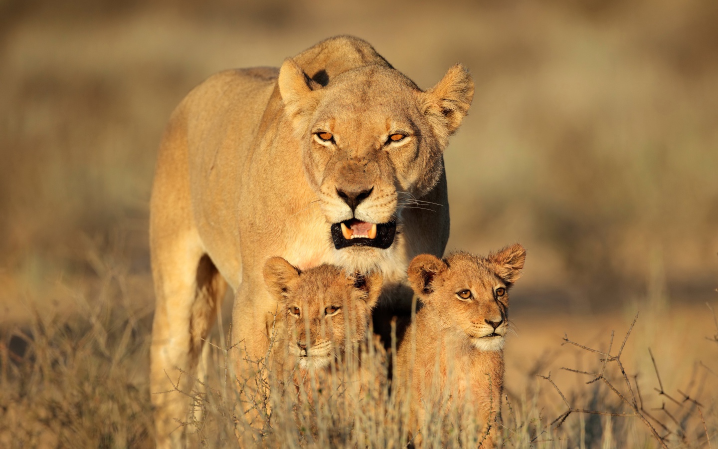Большая львица с двумя маленькими львятами идет по сухой траве