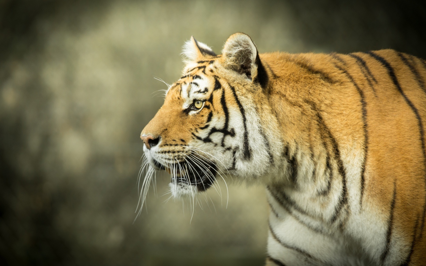 Большой тигр с открытой пастью на охоте