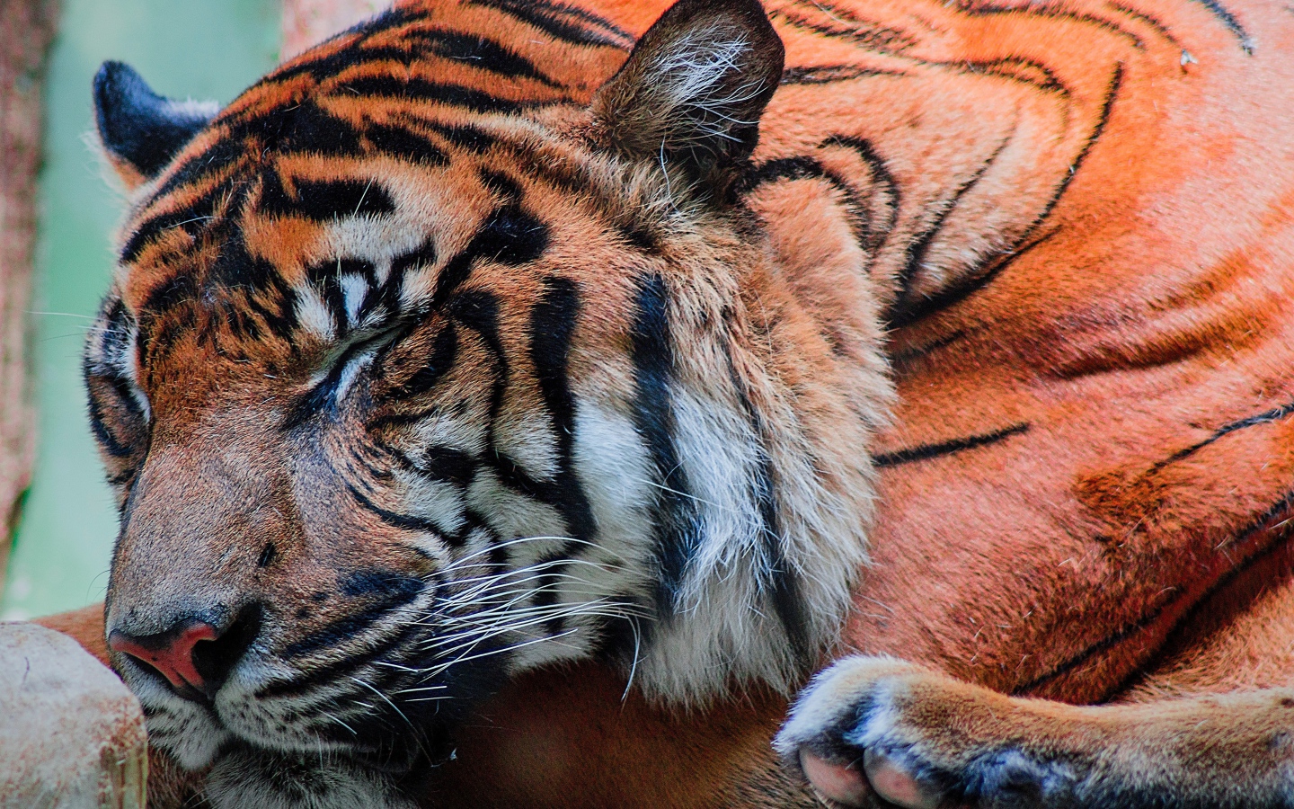 Большой красивый спящий тигр