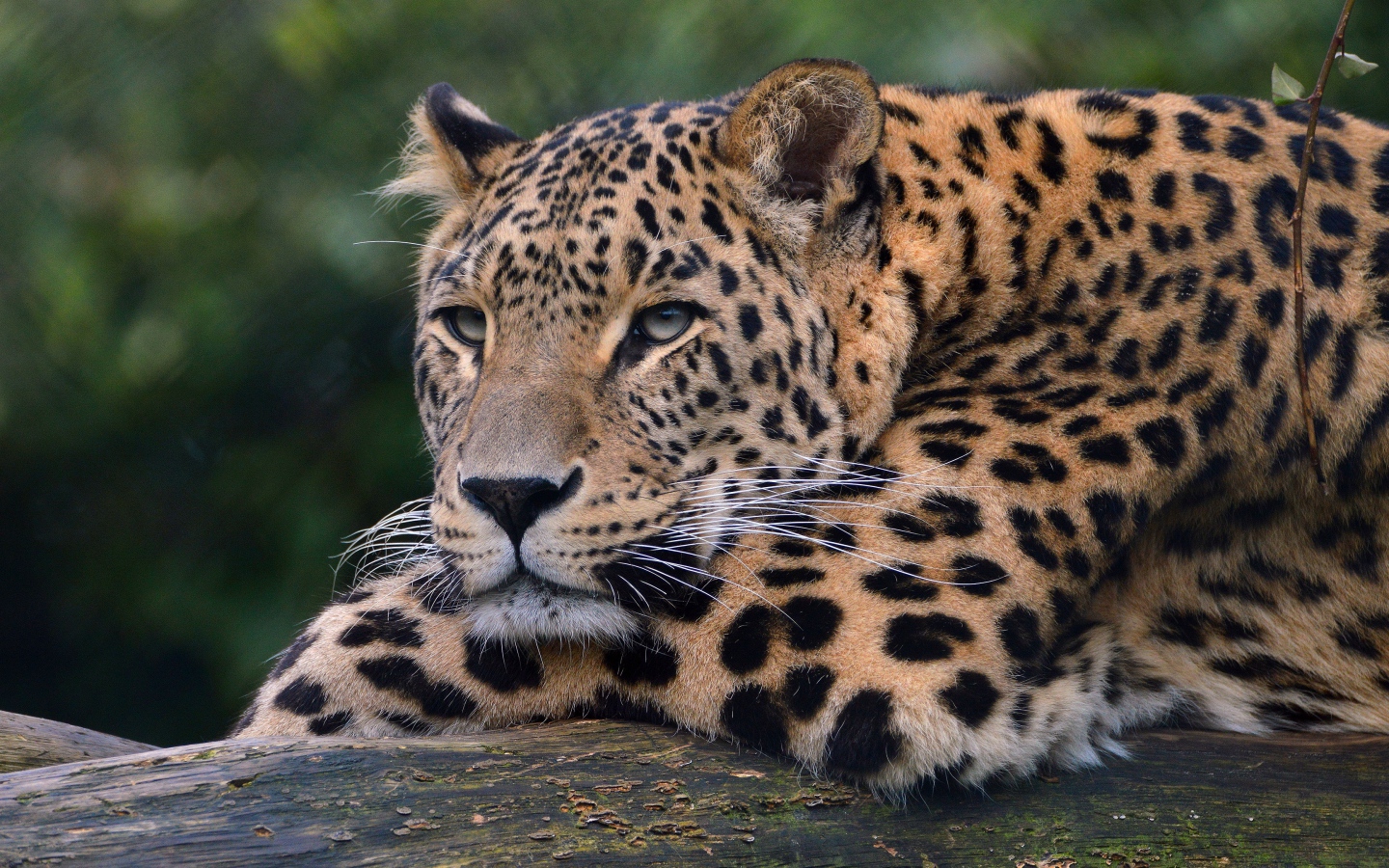 Большой красивый пятнистый леопард крупным планом