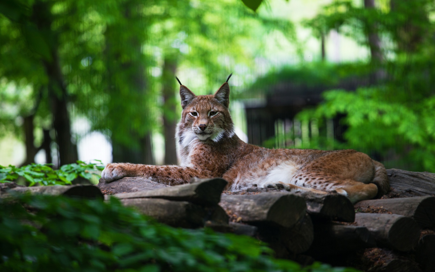 Большая рысь лежит на сухих деревьях
