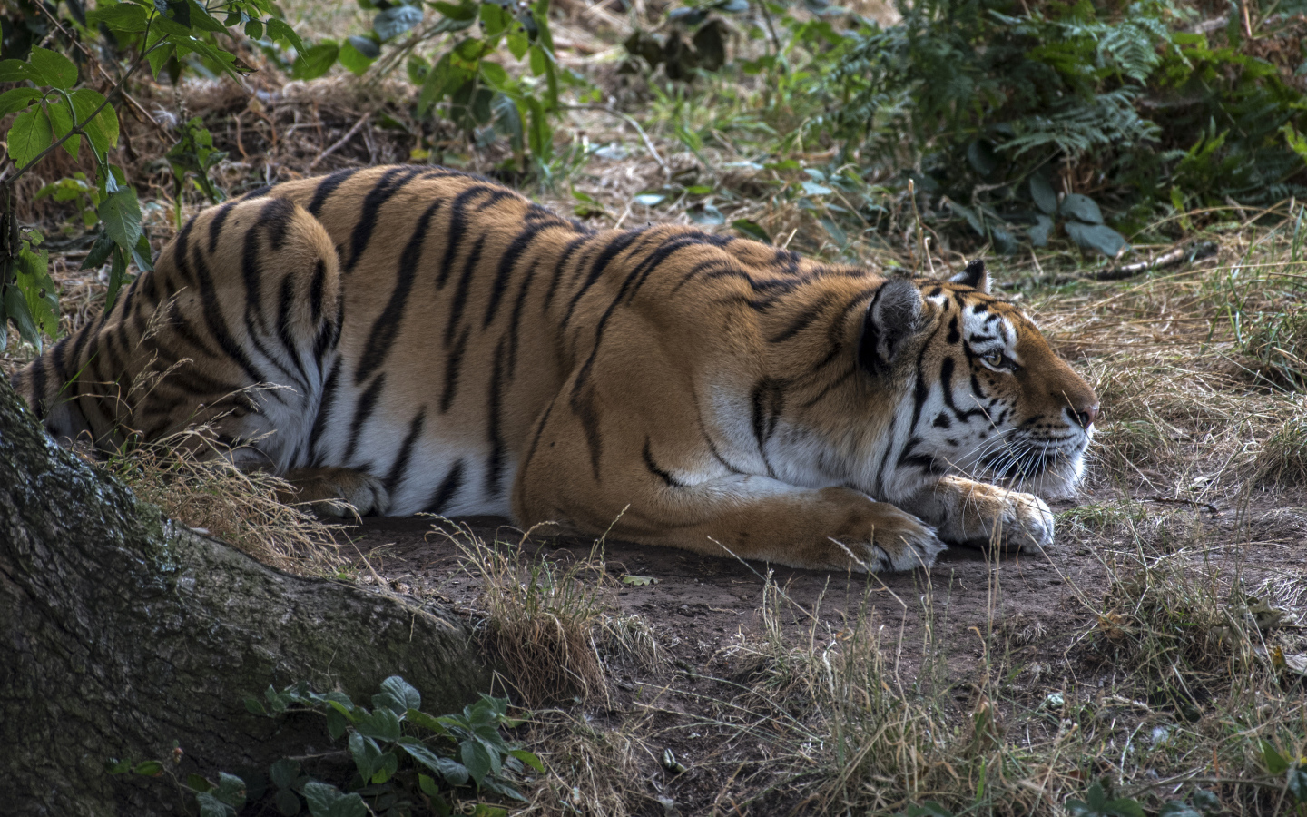 Большой полосатый красивый тигр сидит в засаде 