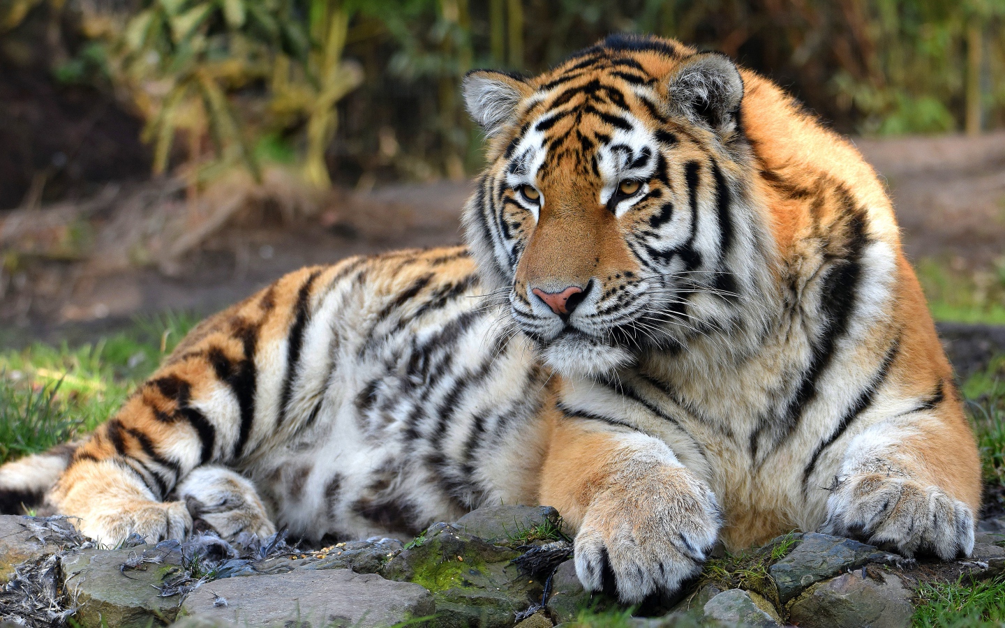 Large striped tiger with large paws