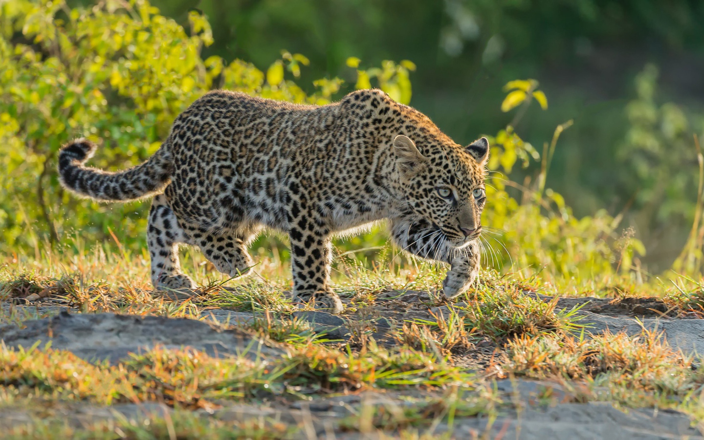 Леопард крадется по траве